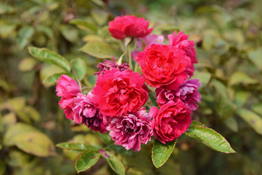 Similar image 21100916