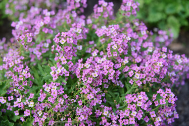 Similar image 21100918