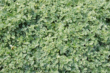 Similar image 21101747