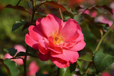 Similar image 21100919