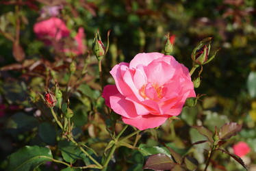 Similar image 21104120