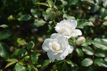 Similar image 21104882