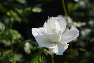 Similar image 21106921