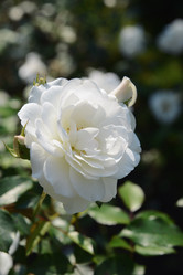 Similar image 21106922