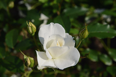 Similar image 21106923