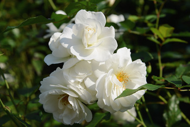 Similar image 21106924