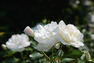 Similar image 21108538