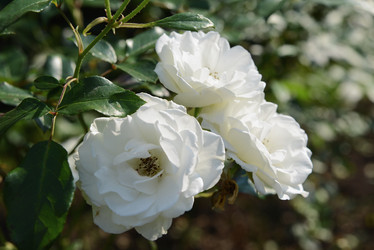 Similar image 21108539