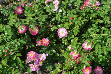 Similar image 21111422