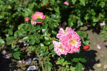 Similar image 21112393