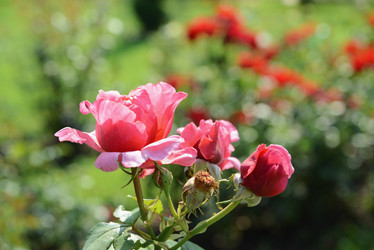 Similar image 21112394