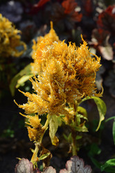 Similar image 21114200