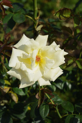 Similar image 21121395