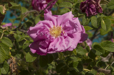 Similar image 21089837