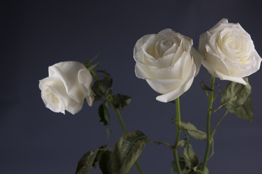 Similar image 21090047