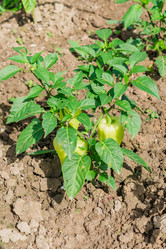 Similar image 21086533