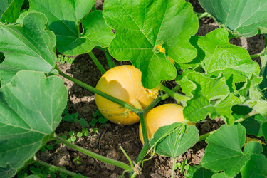 Similar image 21086534