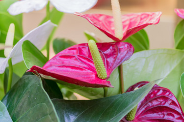 Similar image 21086437