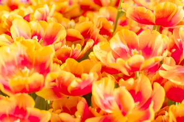 Similar image 21086439