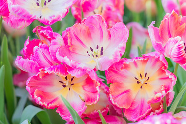 Similar image 21086548