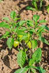 Similar image 21082005