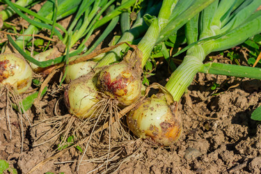 Similar image 21082008