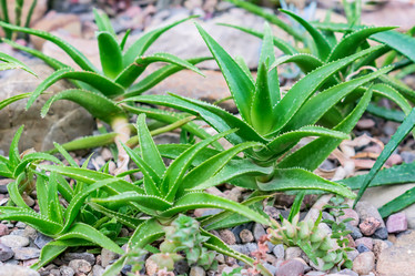 Similar image 21082009