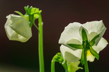 Similar image 21082019