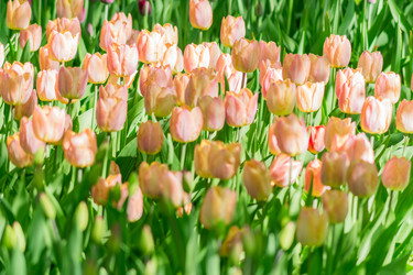 Similar image 21086589