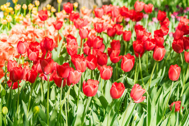 Similar image 21086604