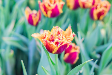 Similar image 21088529