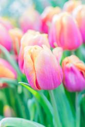 Similar image 21088539