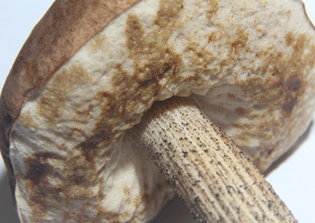 Similar image 21106652