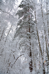 Similar image 21093574