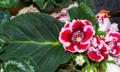 Similar image 21085639