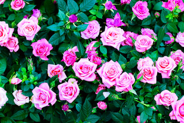 Similar image 21085646