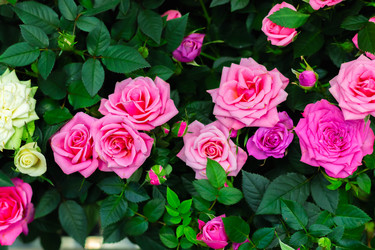 Similar image 21085650