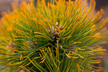 Similar image 21105386