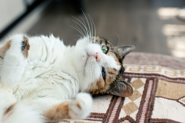 Similar image 21094401