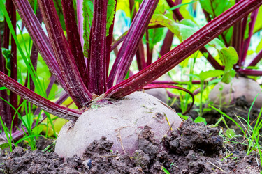 Similar image 21090708