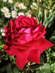 Similar image 21104123