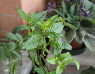 Similar image 21101359