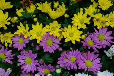 Similar image 21120660