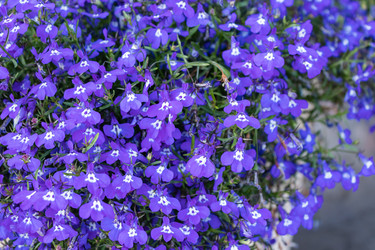 Similar image 21120662