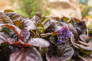 Similar image 21120928