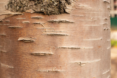 Similar image 21120939