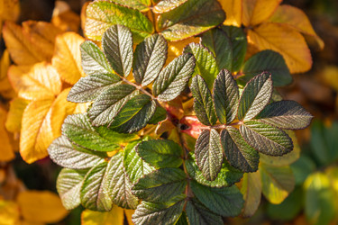 Similar image 21120944