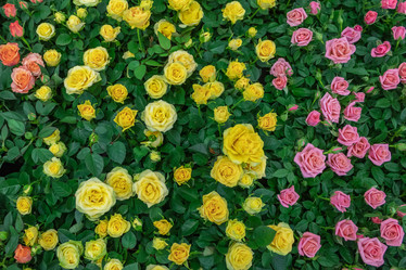 Similar image 21120950