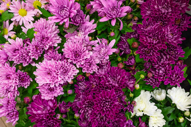 Similar image 21120951