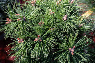 Similar image 21120953